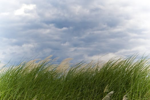 nature background, grass and sky