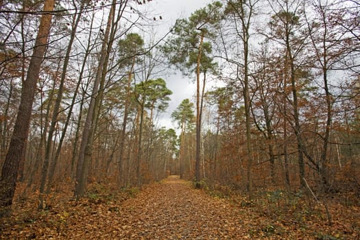 abandoned alley in the forest on autumn