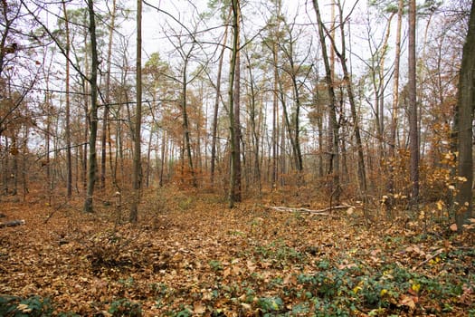 abandoned alley in the forest on autumn