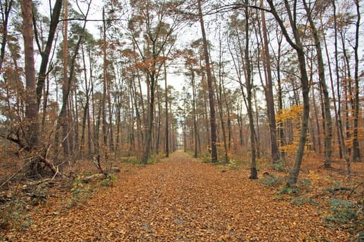 abandoned alley in the forest on autumn