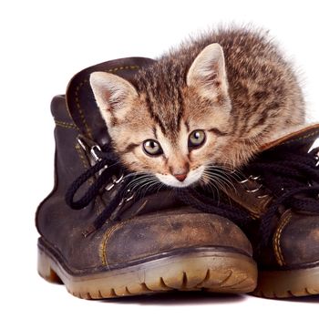 Kitten and boots on a white background