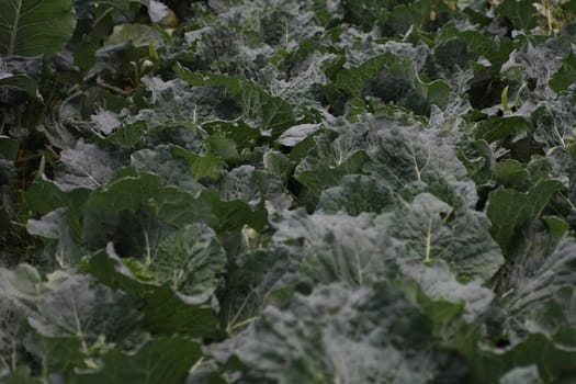 Rows of mature organic cabbage plants
