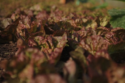 Rows of organic small lettuce plants
