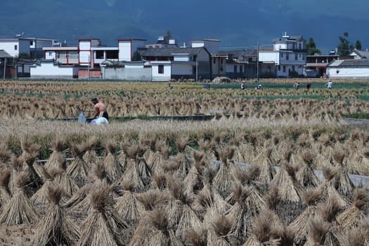 Farmers harvesting rice in rural China

