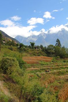 Mountainside farm in the Tiger leaping gorge, China
