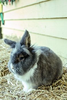 Fluffy grey Rabbit