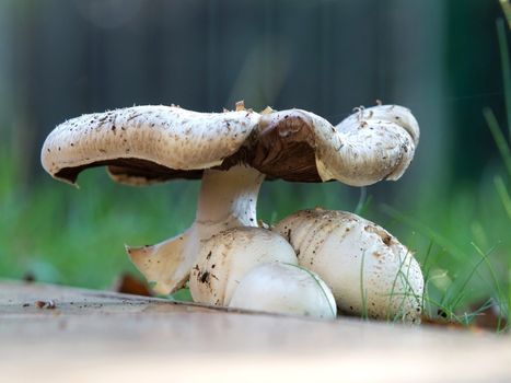 mushrooms growing in the grass