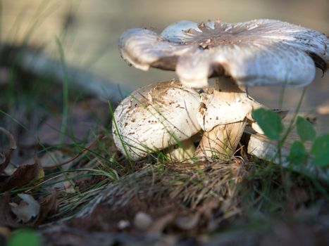 mushrooms growing in the garden