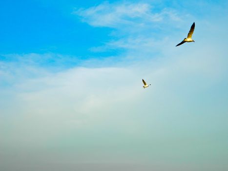 A seagull, soaring in the blue sky at thailand.