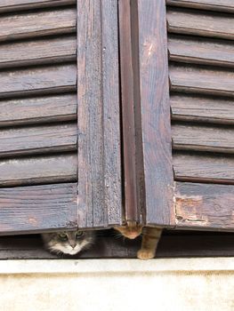 two cats behind wooden window