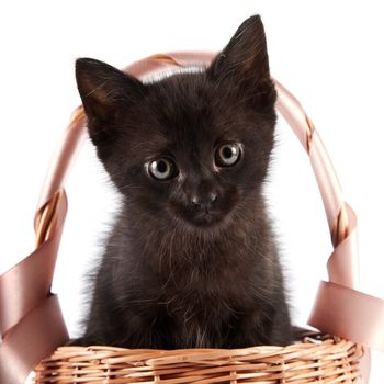 Black kitten in a wattled basket with a ribbon on a white background