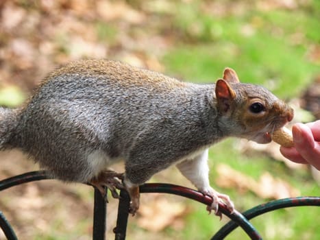 squirrel eating peanut from kids hand