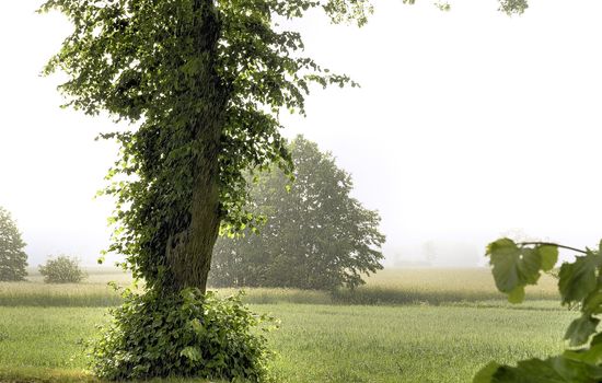 The picture shows wheat field during heavy rain, a wall of rain reduced visibility to a few dozen meters.