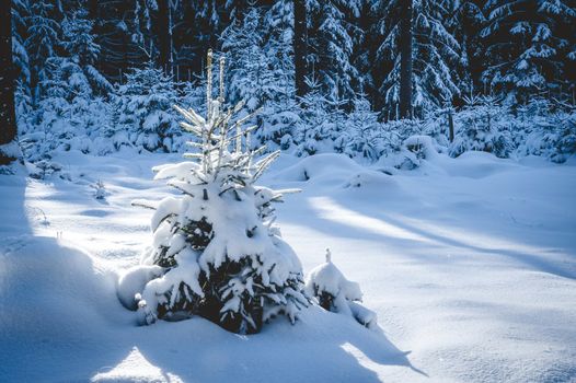 Small Fir Tree in a snowy forest