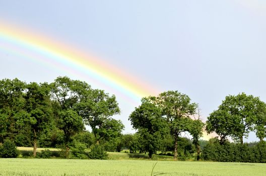 The photo shows a rainbow over the crowns of the trees growing on the edge of the field, after a sudden, torrential rain.