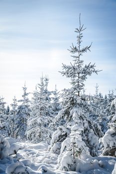 Huge Fir Tree covered with Snow