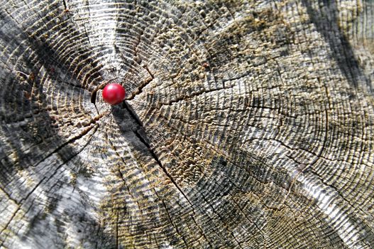 A red cranberry on the cut trunk