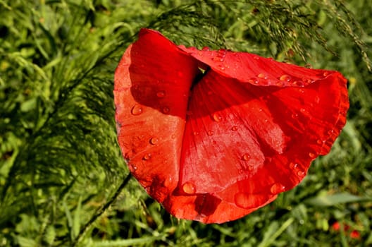 The photo shows a poppy flower after the rain on a blurred background of grain growing in a field.