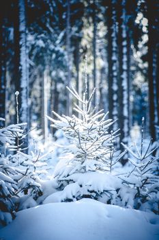 Small Fir Trees in snowy Forest