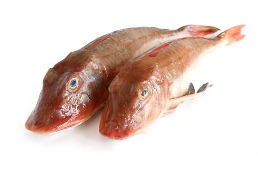 two fresh tub gurnard isolated on white background