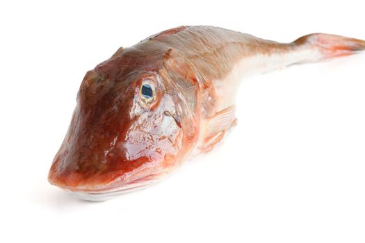 one fresh tub gurnard isolated on white background