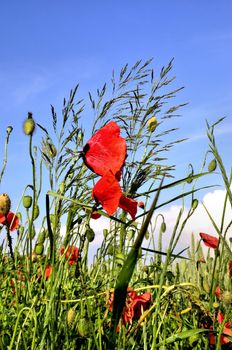 Photo shows a bouquet of poppies and wild plants against a blue sky on a hot summer day.