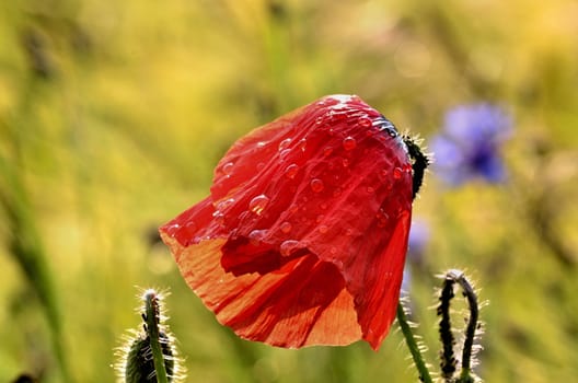 The photo shows a poppy flower after the rain on a blurred background of grain growing in a field.