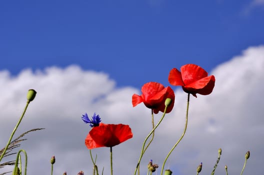 Photo shows a bouquet of poppies and wild plants against a blue sky on a hot summer day.