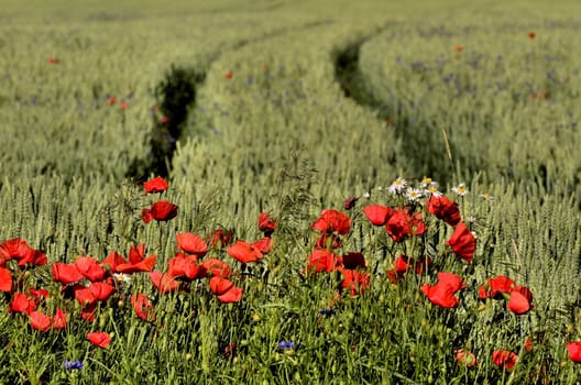 Picture shows clump of poppies on a blurred background ruts in the Rye.