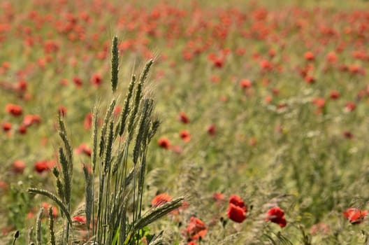 Picture shows clump of ears of grain, on a blurred background field of poppies.
