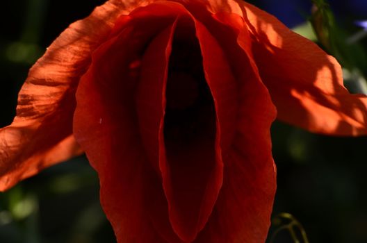 The photo shows the opening in the shape of a vertical slit poppy flower.