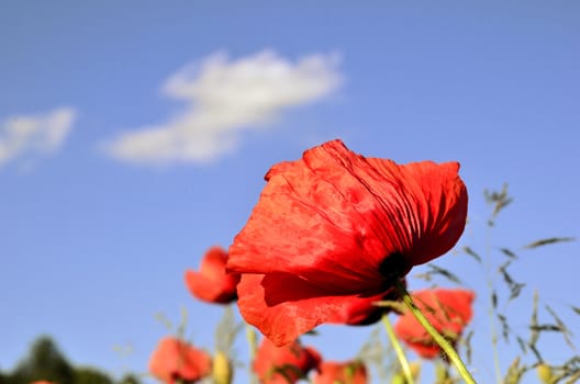 Photo shows a poppies against a blue sky on a hot summer day.