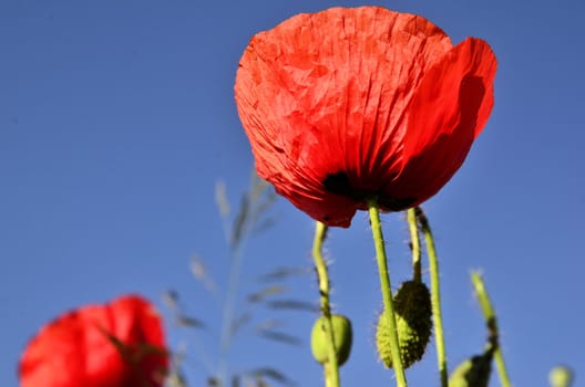 Photo shows a poppies against a blue sky on a hot summer day.