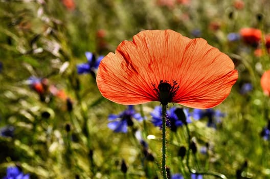 The photo shows a single poppy petal on a blurred background of field of grain with cornflowers.