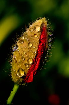 The photo shows a bulging poppy bud after rain with details of its construction on a dark background.