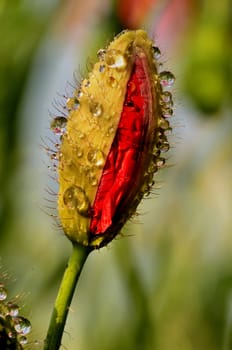 The photo shows a bulging poppy bud after rain with details of its construction on a clear background.