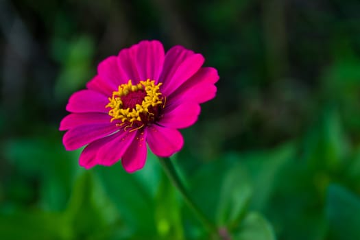 pink wild flowers at chonburi thailand.