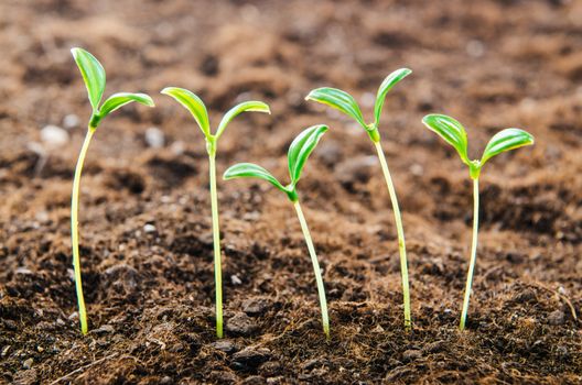 Green seedlings in new life concept