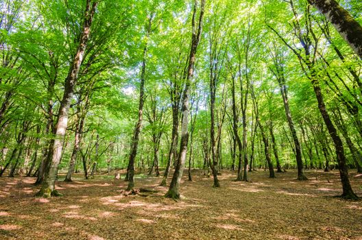 Green forest during bright summer day