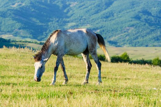 Lonely horse at the meadow