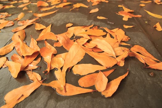autumn color leaf background