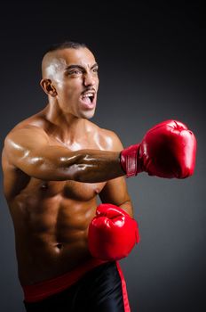 Muscular boxer in studio shooting