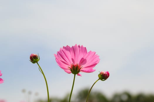 flower , at one garden in Cholburi ,