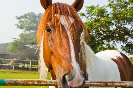 a horse in the farm where Cholburi thailand