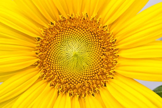 sunflowers at the field in summer