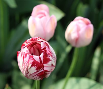 Pink and red-whitte tulip swinging gently in the wind