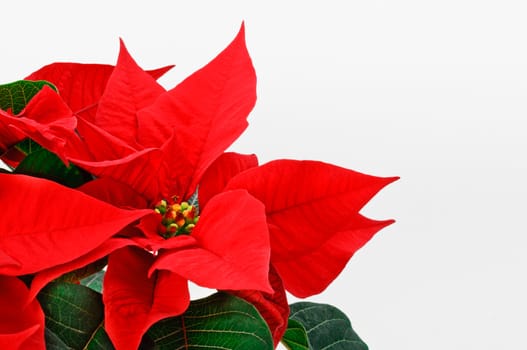 Poinsettia, red Christmas flower on white background. 