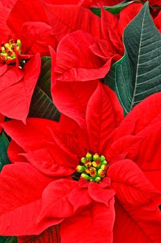 Red Poinsettia with green leaves. Christmas flower. 