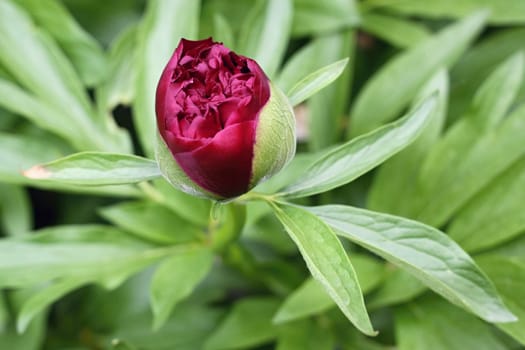The bright red peony on a background of green leaves
