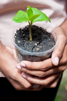 tree in children hand